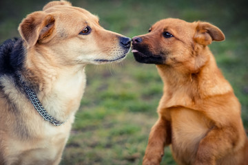 Little dog trying to kiss bigger dog. Concept of love, perseverance and succes.