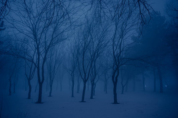 Misty forest by night