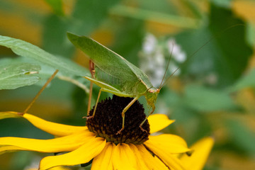 Green Katydid Grasshopper