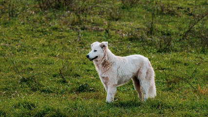 pure breed Italian Maremma shepherd dog in Lazio region - obrazy, fototapety, plakaty