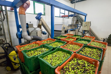 Detail of olive oil production line, entrance of olives in mill © Branko