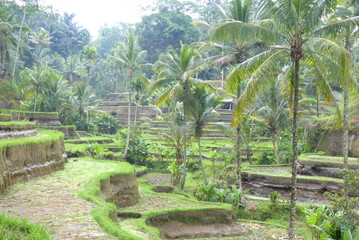Fototapeta premium Rice fields on Bali, Indonesia