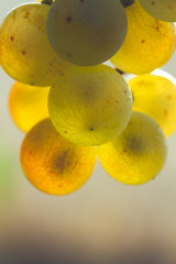 Detail of fresh green grapes