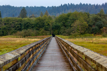 Fototapeta na wymiar walkway over grassy marsh land in summer