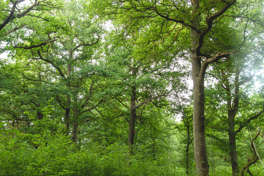 Green decidious forest in springtime