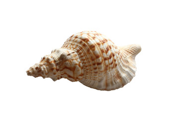 Sea shell isolated on white 
