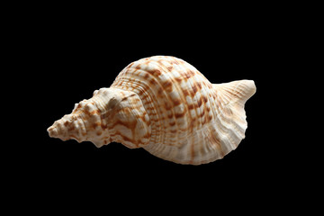 Sea shell isolated on black