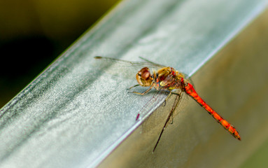 Dragonfly