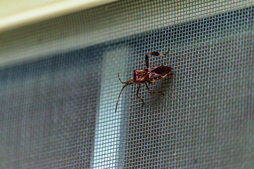 large beetle type bug on window screen