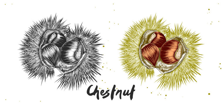 Vector engraved style illustration for posters, decoration, label, packaging and print. Hand drawn sketch of chestnut in monochrome and colorful. Detailed vegetarian food drawing.