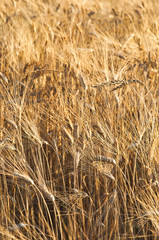 La bontà della natura - Spighe di grano