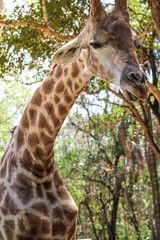giraffe in zoo