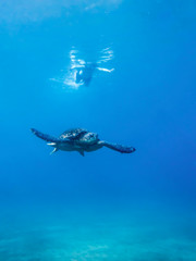 Green sea turtle swimming in clear ocean with snorkeler in distance.