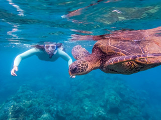 Green Sea Turtle Close Up Profile with Snorkeler in Background