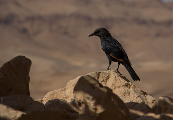 Birdie