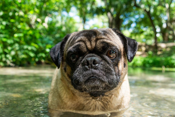 pug