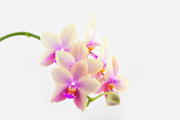 Beautiful rare orchid in pot on white background