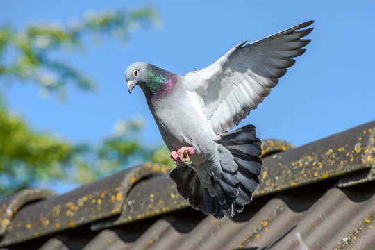 Landing of racing pigeon with wigs spread wide