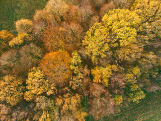 colorful autumn forest from the birds eye view