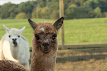 Obraz premium Female Cria alpaca posing for the camera with the mother in the background