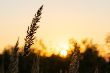 blades of grass in the sun