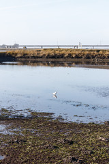 Seagulls on the lake