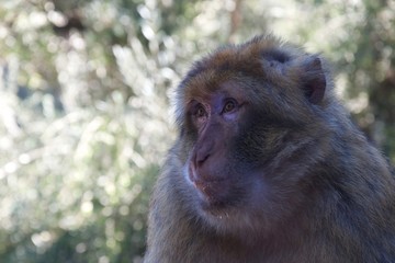 Close up on a monkey's face