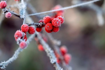 Frosted Holly Berries