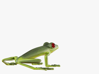 Green frog  on a white background 3d rendering
