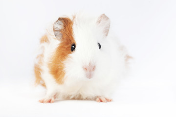 Adorable guinea pig isolated on white background