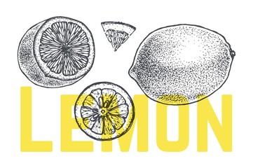 Lemon or lime hand drawn sketch. Vintage vector