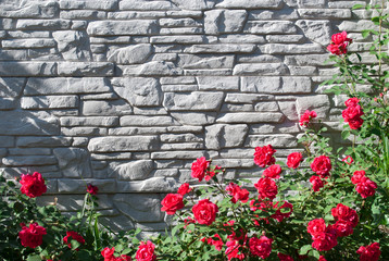 Green leaves of a climbing plant and flowers of a red wild rose on a gray brick wall background, a bush tree on a sunny day, spring summer cottage rest