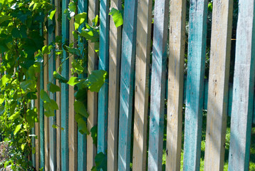 Multi-colored painted wooden fence fence, with a vine of wild grapes, bush branches green leaves, spring summer cottage rest sunny day shadows