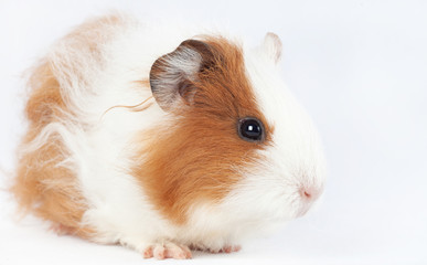 Adorable guinea pig isolated on white background