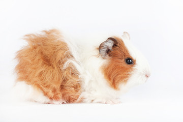 Obraz premium Adorable guinea pig isolated on white background