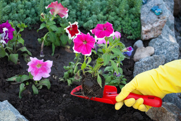 Red plastic shovel in the hands in yellow rubber gloves spring work on the ground, loosening...