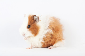 Adorable guinea pig isolated on white background