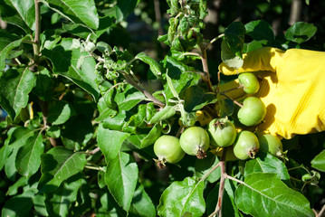 Green unripe small fruits apples on a tree, in the hands dressed in yellow rubber gloves, on the...