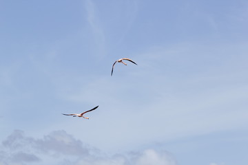 Flamingo