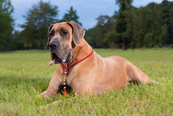 Great Dane on the grass