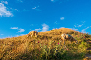 Ovelhas pastando nos campos de Thor