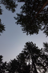pine tree tops in front of blue and pink sky