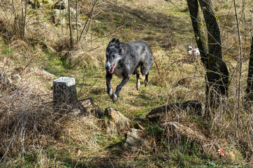 a dog running and jumping in the forest