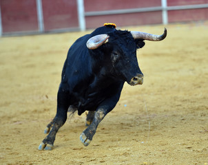 strong bull in spain