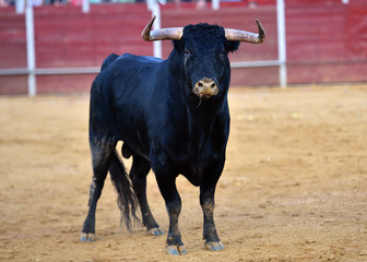 strong bull in spain