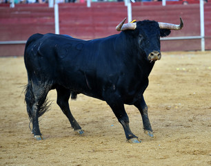 bull in spain