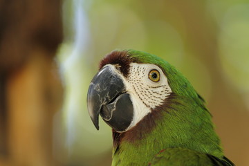 Parrot no. 2
