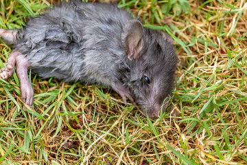 wounded gray mouse laying in the grass