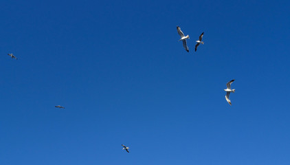Seemöven fliegen über den Hafen von Palermo