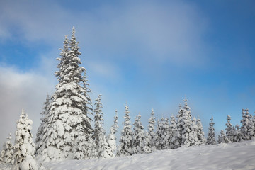 Snow covered trees with blue sky, olympic national park, washington state